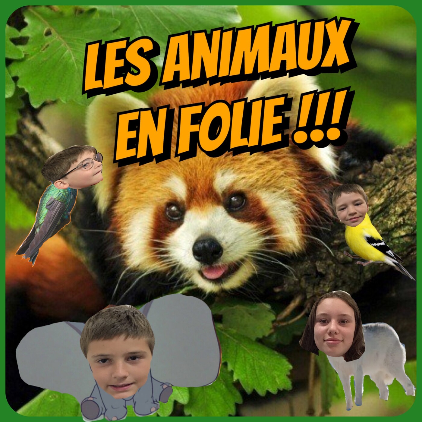 Mercredi ! Les animaux en folie