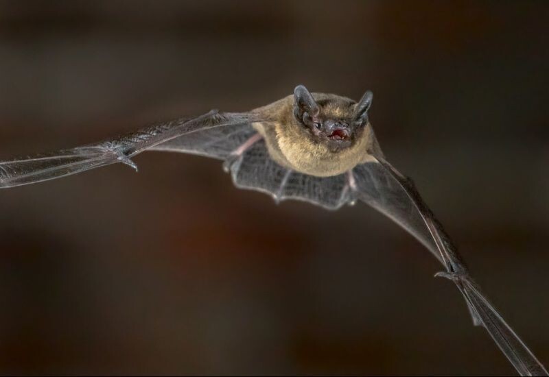InSitu#9-Les chauves souris face à la pollution lumineuse //10.17