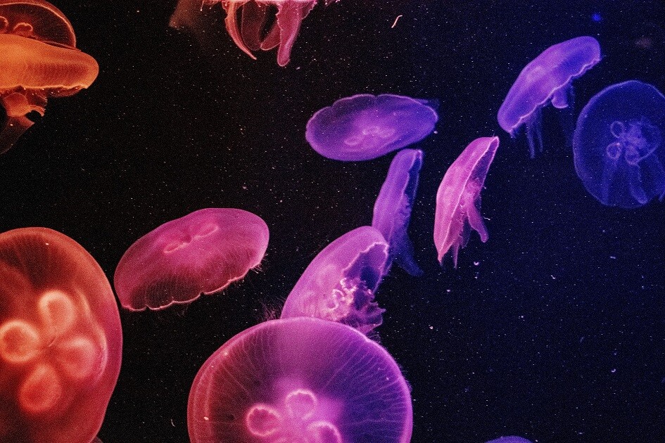 Flagrant Soul : La vie aquatique episode artwork
