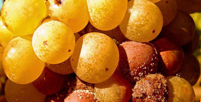 Les coudes sur la table