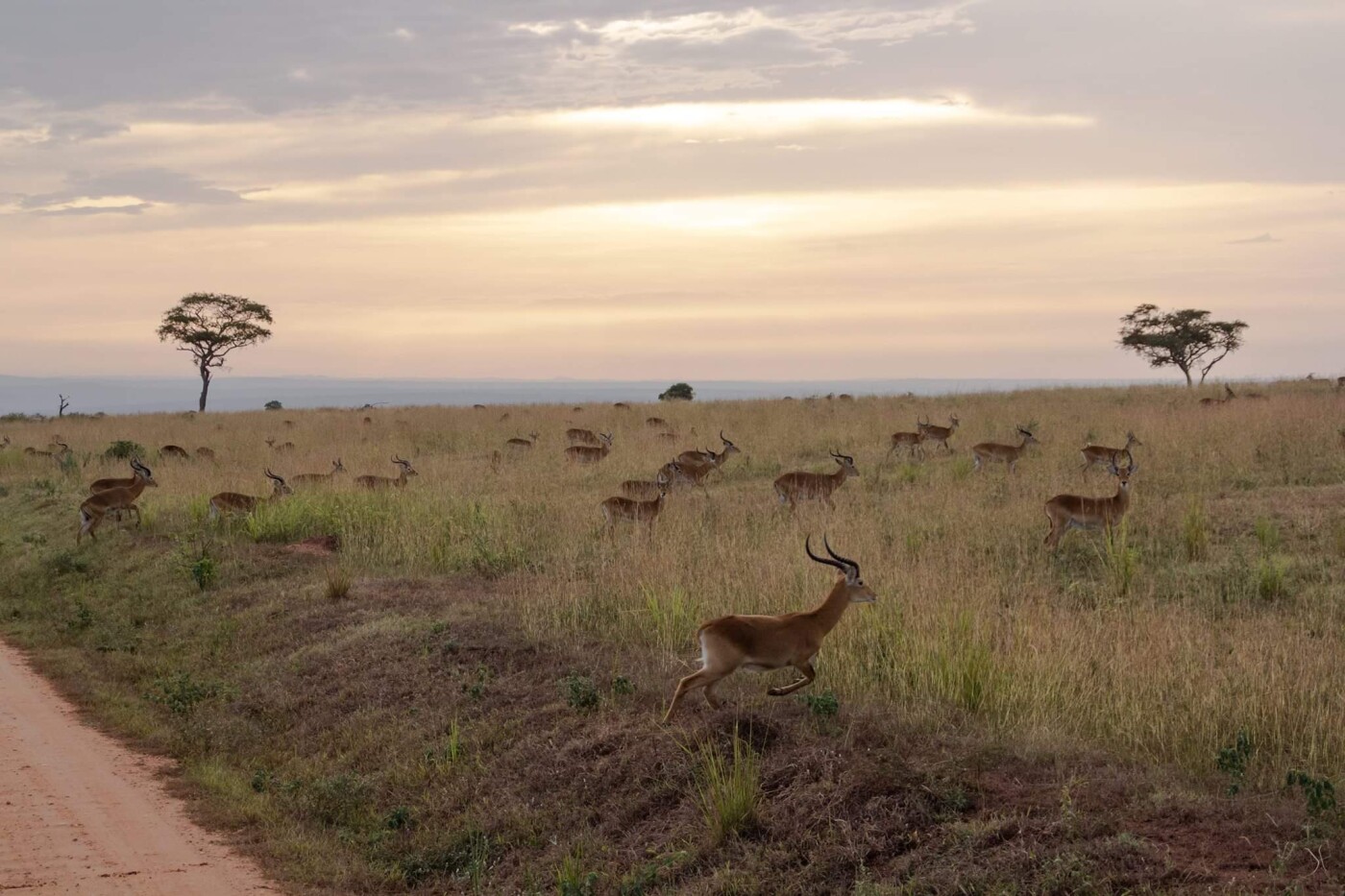 La Matinale de 19h // Forages pétroliers en Ouganda : vers un procès pour Total ? episode artwork